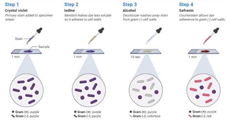 Preparing and Reading Gram Stains .